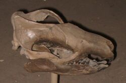 Trogosus hyracoides - National Museum of Natural History - IMG 2009.JPG