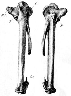 Black and white lithograph of a wing-bone