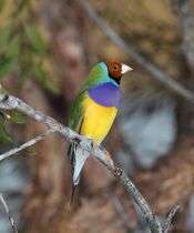 Gouldian Finch (Bird enclosure) Wildlife Habitat Port Douglas, Queensland (32149977195).jpg