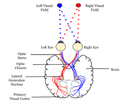 Neural pathway diagram.svg