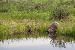 A beaver at the shores of a lake
