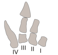 Drawing of the hand bones