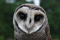 Lesser Sooty Owl at Bonadio's Mabi Wildlife Reserve.jpg