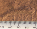 Spriggina may be one of the predators that led to the demise of the Ediacaran fauna