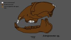 Astraponotus skull.jpg