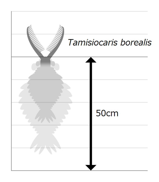 File:20210215 Tamisiocaris size.png