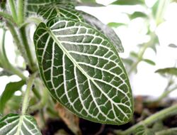 Acanthaceae leaf.jpg