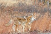 Happy Coyote Bandeler Los Alamos NM.jpg