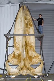 Photograph of a blue whale skull
