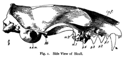 Palaeogale skull lateral Matthew 1902.png