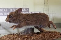 A taxidermy of a very small light-brown rabbit mid-gallop. Its features are equally small, appearing similar to a vole.