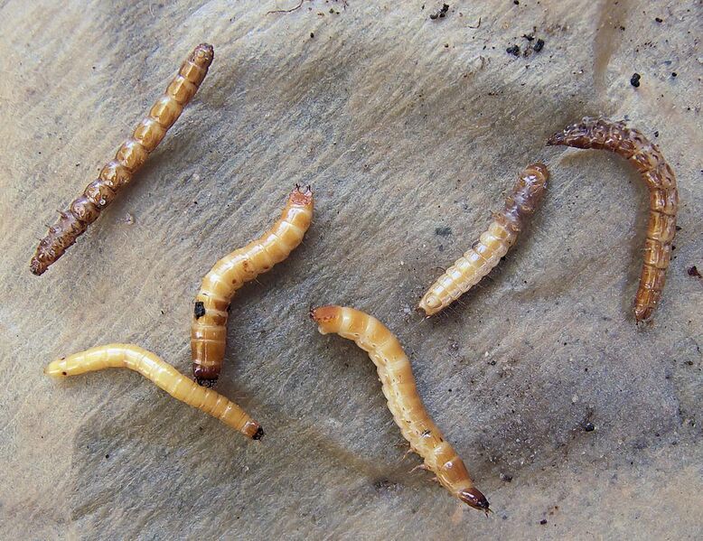 File:Coleoptera larvae (ritnaalden).jpg