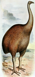Dinornis novaezealandiae.png