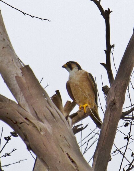 File:Falco fasciinucha, Chimanimani National Park, Zimbabwe 1.jpg