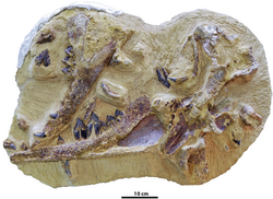 Tutcetus fossil - Antar etal 2023.png