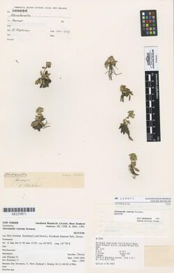 Abrotanella rostrata Swenson (AM AK229871-1).jpg