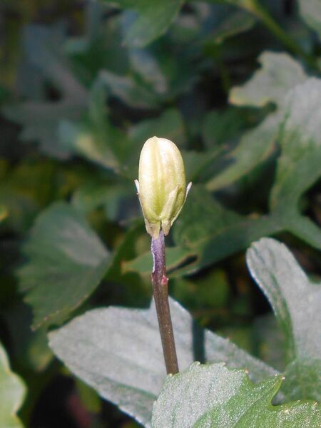 File:Viola palmata 2017-09-28 5360.jpg