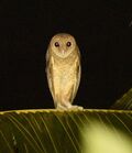 Andaman Masked Owl SS.jpg