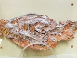 Daemonosaurus skull cast displayed at Ruth Hall Museum of Paleontology (Ghost Ranch).jpg