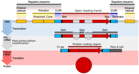 Diagram of the structure of a eukaryotic protein-coding gene, showing regulatory regions, introns, and coding regions. Four stages are shown: DNA, initial mRNA product, mature mRNA, and protein.