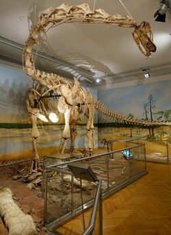 Large, long-necked dinosaur skeleton in a museum