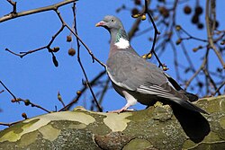 A wood pigeon perched in a plane tree