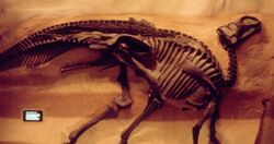 Gryposaurus incurvimanus.jpg