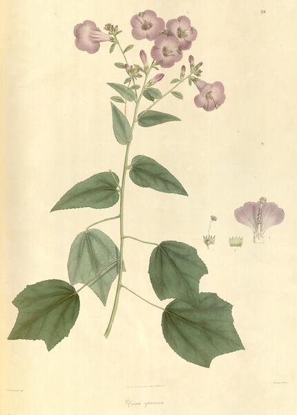 File:Plantae Asiaticae rariores, or, Descriptions and figures of a select number of unpublished East Indian plants (Tab. 26) BHL449494.jpg