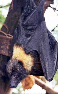 A bat with black fur viewed in profile from the back. It has a bright yellow mantle of fur on the back of its neck.