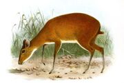 Drawing of small brown and white bovid