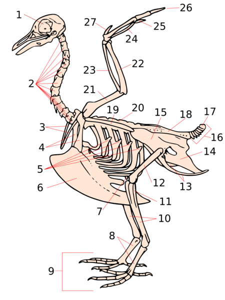 File:Squelette oiseau.svg