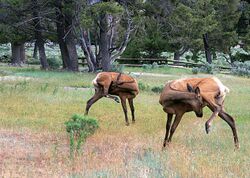 Photograph of a Rocky Mountain elk