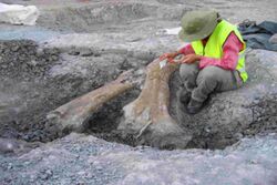 Lo Hueco titanosaur excavation.jpg