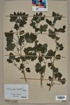 Neuchâtel Herbarium - Chenopodium opulifolium - NEU000004628.jpg