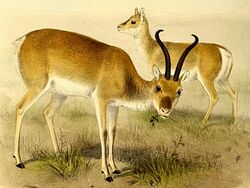 The book of antelopes (1894) Procapra przewalskii.jpg