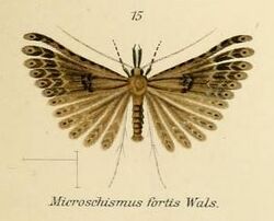 Fig.15-Microschismus fortis.JPG