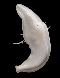 A broad, milky-white flatworm
