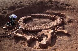 Large skeleton being excavated by a person