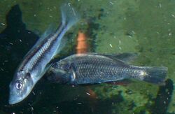 Haplochromis thereuterion.jpg