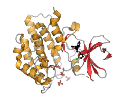 Human casein kinase 1 epsilon PDB 4HNI.png