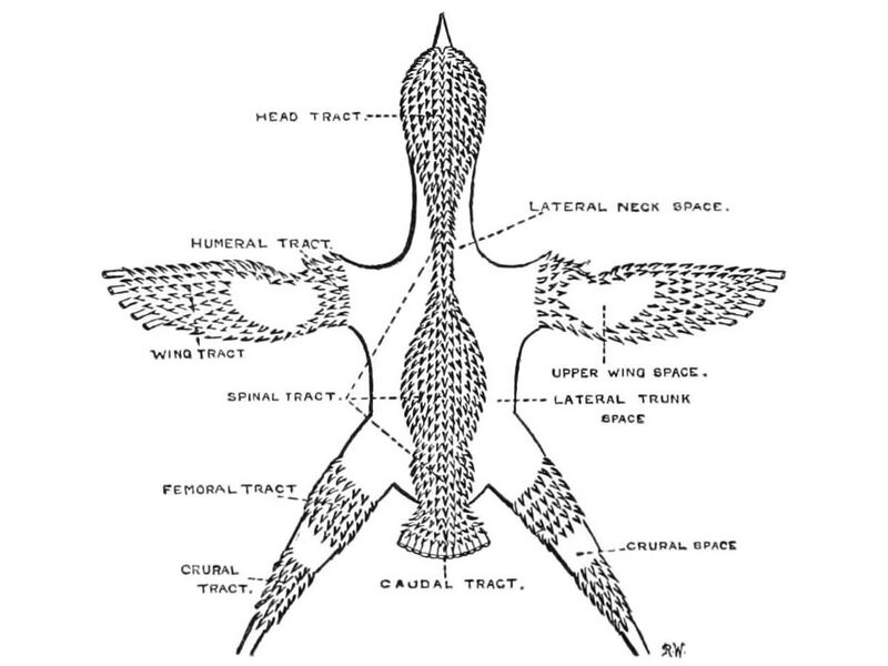 File:PasserinePterylosis (cropped).jpg