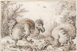 Sketch of three dodos, two in the foreground, one in the distance