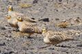 Spotted Sandgrouse (4803937997) (cropped).jpg