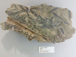 HKU 香港大學 Stephen Hui Geological Museum 許士芬地質博物館 Mesozoic 中生代 Dinosaur world plants rocks Oct 2016 Lnv 06.jpg