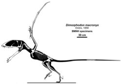 Dimorphodon skeleton.jpg