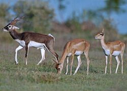 Blackbuck antelope of India