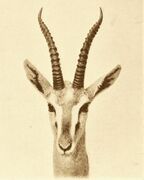 Drawing of brown and white bovid head