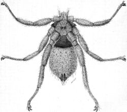 A drawing of a small insect with spider-like legs