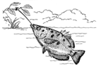Archerfish (PSF).png