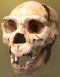 Homo heidelbergensis. Museo de Prehistoria de Valencia.jpg